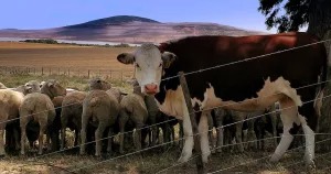 Welsh sheep and cattle numbers on the rise again