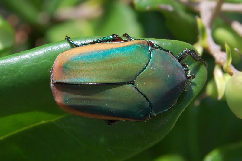 Deciphering the Architecture of a Beetleâs Shell Could Lead to Evolutionary Engineering Advancements
