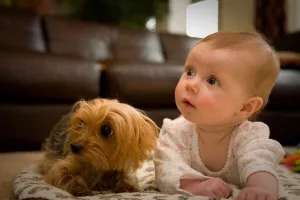 Dogâs and Toddlers May Have More in Common Than Toddlers and Chimpanzees