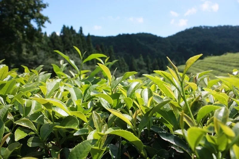 Scientists Uncover a Compound in Green Tea That Could Be Lifesaving