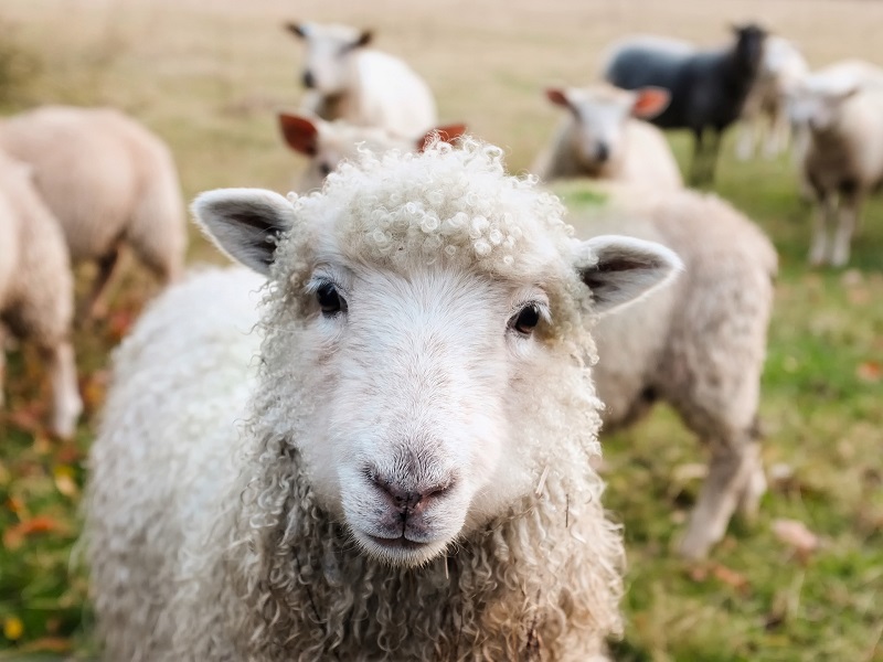 Dog owner warning as police forces call for new powers to tackle sheep attacks