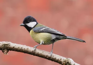 Big Farmland Bird Count 2019