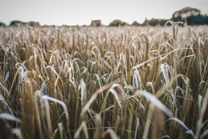 NFU President Speaks at Oxford Farming Conference