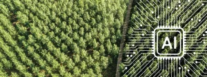 What does AI have to do with forestry management? It turns out, a lot