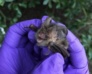 Time to Investigate Bats – With No Hanging Around