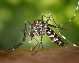 Genetically Modified Mosquitoes Could End Disease but is the World Ready?