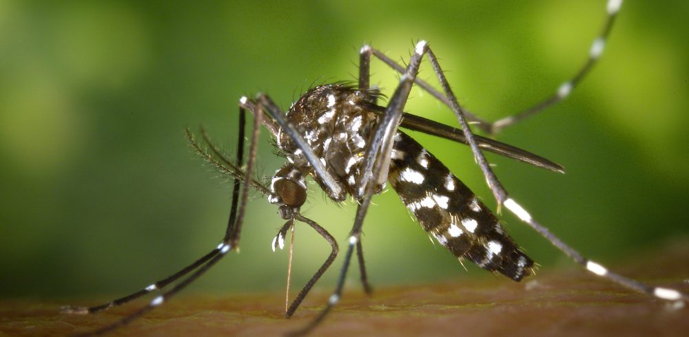 Genetically Modified Mosquitoes Could End Disease but is the World Ready?