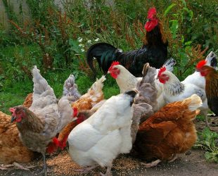 Cambridge farmers warned of highly-infectious bird flu