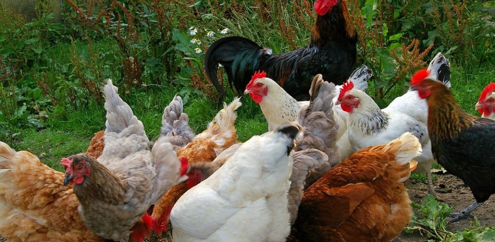 Poultry farmers in Cambridgeshire are being told to protect their birds, after a highly-infectious strain of avian flu was discovered in Europe.