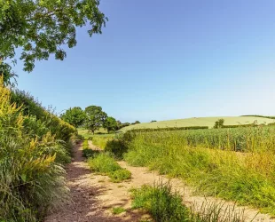 Can Agricultural Management Help Protect Biodiversity?