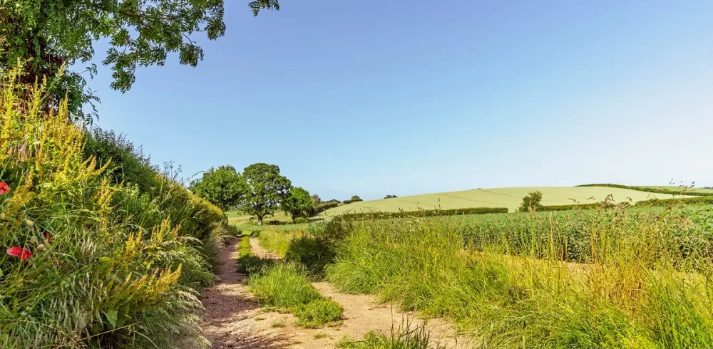 Can Agricultural Management Help Protect Biodiversity?