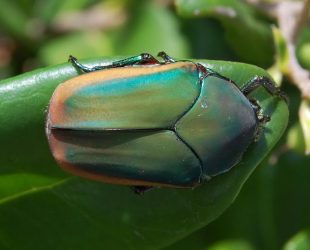 Deciphering the Architecture of a Beetleâs Shell Could Lead to Evolutionary Engineering Advancements