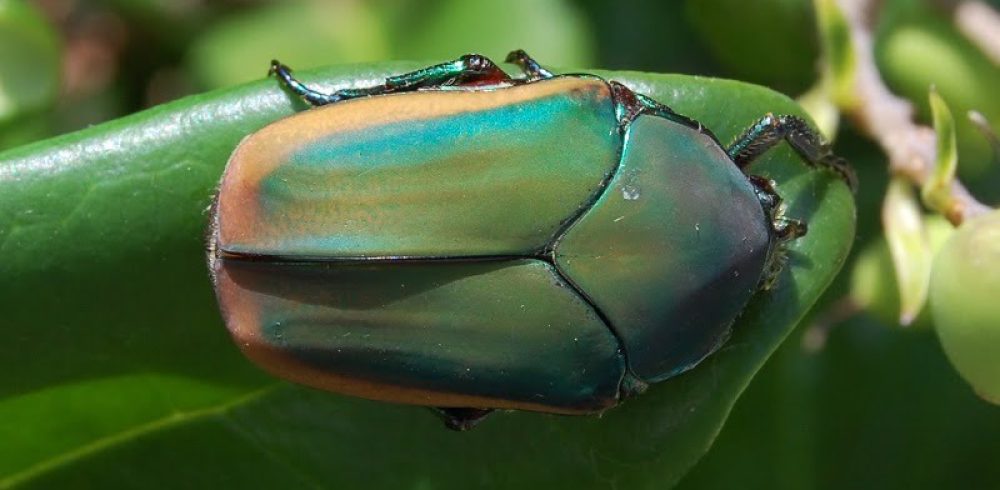 Deciphering the Architecture of a Beetleâs Shell Could Lead to Evolutionary Engineering Advancements
