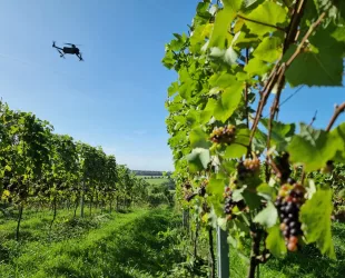 Digital Mapping Project Unlocks New Future for Vineyard Production