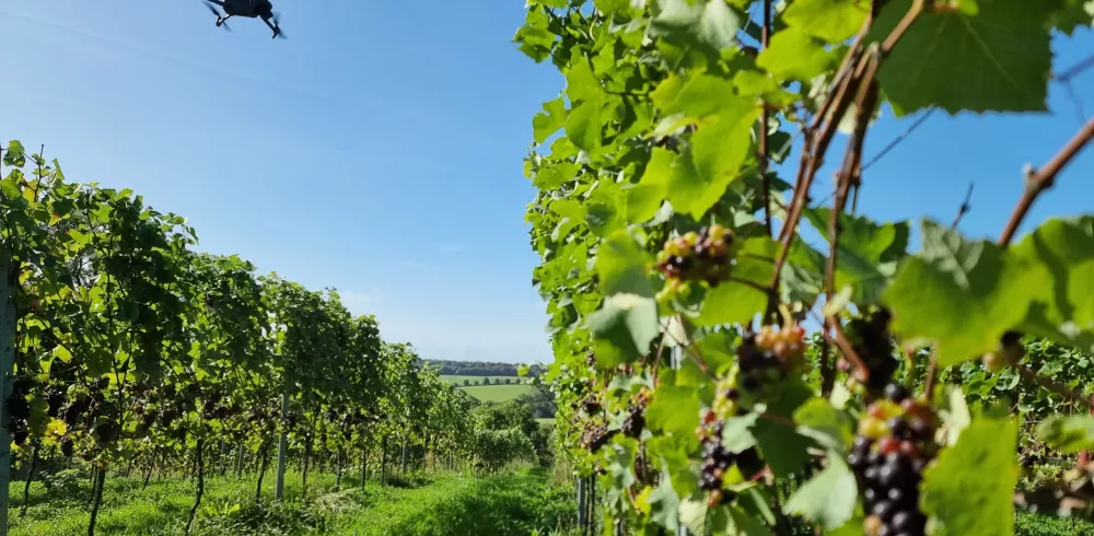 Digital Mapping Project Unlocks New Future for Vineyard Production