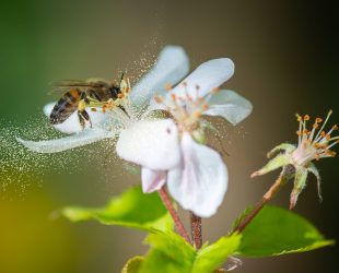 EMS: Helping Keep Hay Fever at Bay