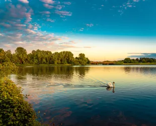 Swan in Caldecotte Lake at sunset, Milton Keynes