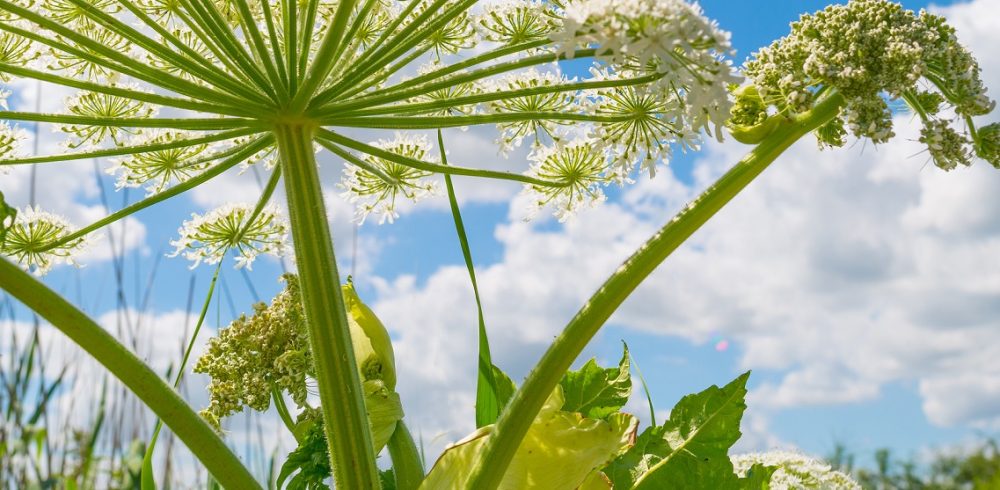 Giant,Hogweed,In,Sunlight,In,Summer