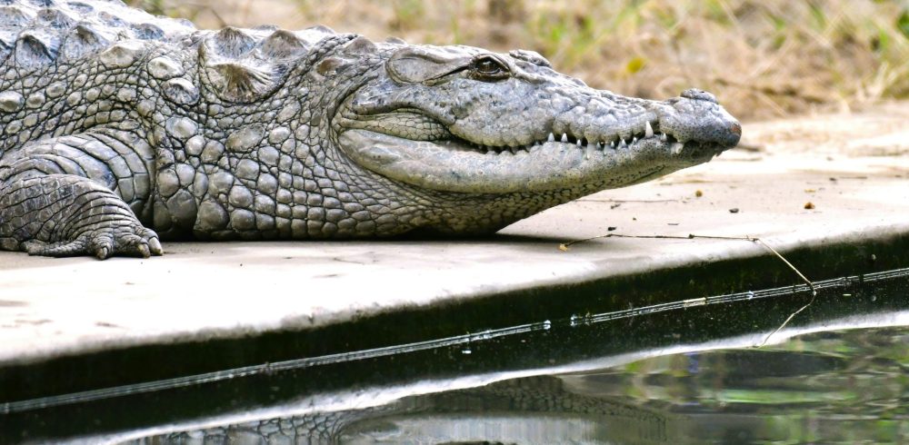 WCSEE and Soma Services upgrade crocodile pools