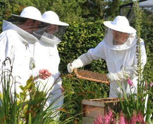 Ron Harper tending the bees with son, Joe and Andy Sugden
