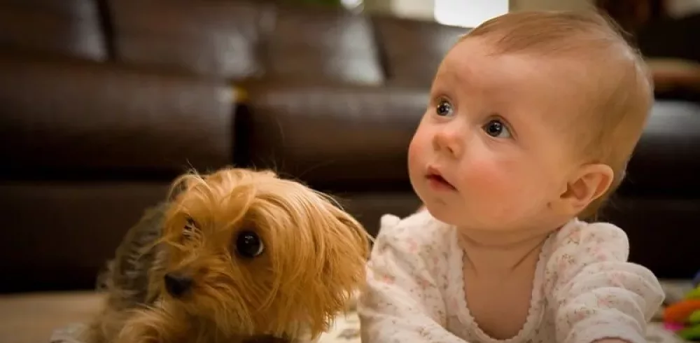 Dogâs and Toddlers May Have More in Common Than Toddlers and Chimpanzees