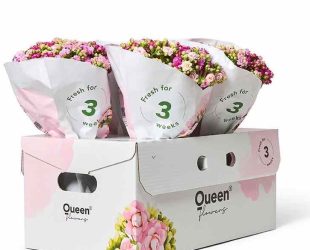 DS Smith and Queen Flowers Innovate Fibre-Based Packaging