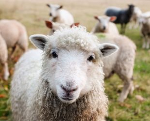 Dog owner warning as police forces call for new powers to tackle sheep attacks