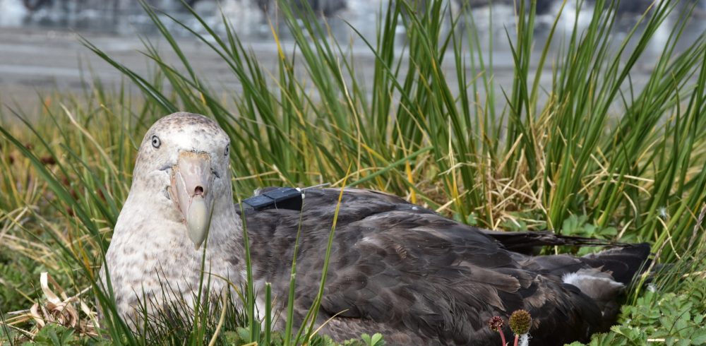 Sheffield 3D Printers Flying High After Bird Tracking Project