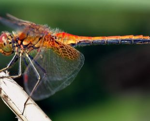 The Cyborg Animals Have Arrived in the Form of Biomimetic Microdrone Dragonflies!