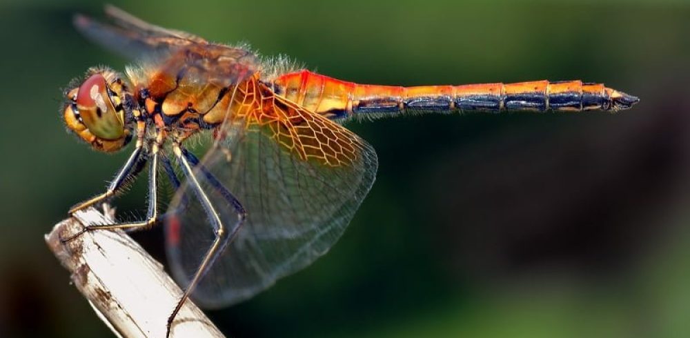 The Cyborg Animals Have Arrived in the Form of Biomimetic Microdrone Dragonflies!
