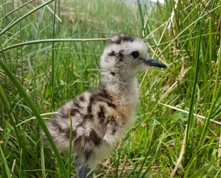 The Last Curlew Appeal Help the GWCT expand their research