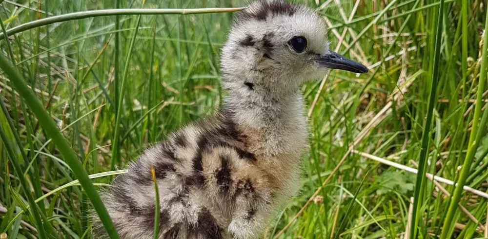 The Last Curlew Appeal Help the GWCT expand their research in the battle to save this iconic wader.
