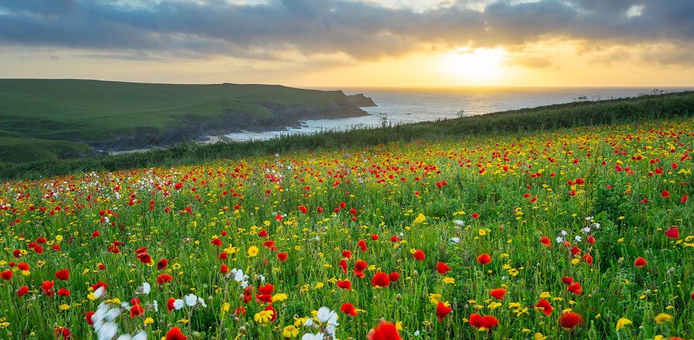 Sunset,Over,A,Field,Of,Poppies,And,Wild,Flowers,Above