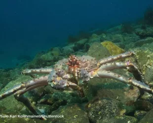 Tastiest Catch: King Crab Counts on Carrier Transicold for Transport during Arctic Winter