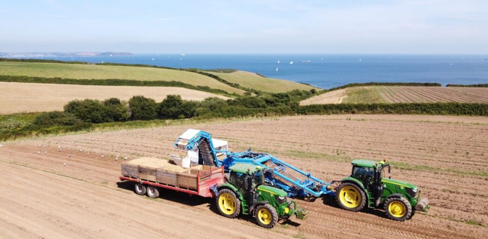 Automating Efficiency in Sustainable Potato Packing