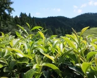 Scientists Uncover a Compound in Green Tea That Could Be Lifesaving