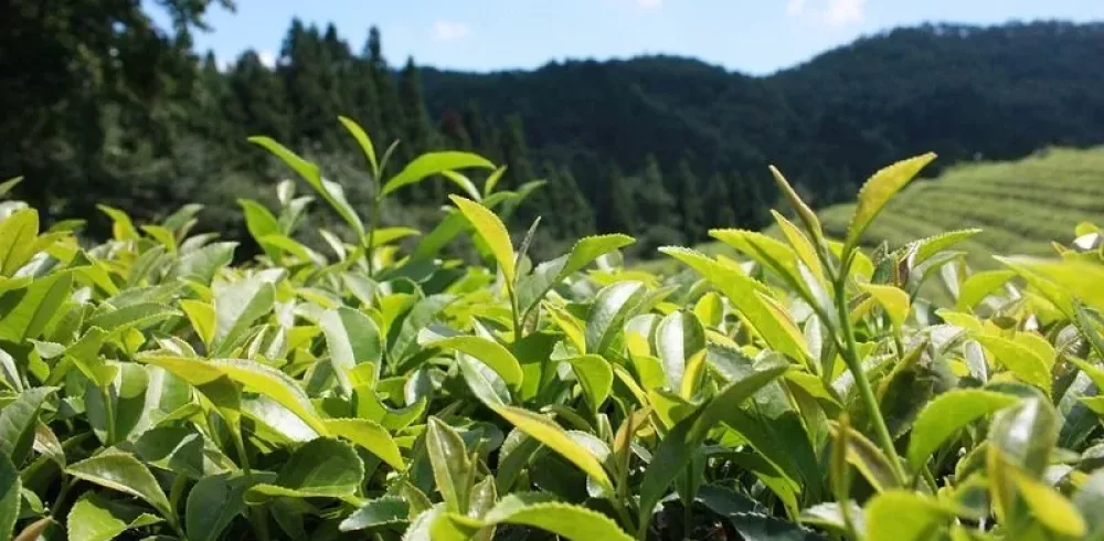Scientists Uncover a Compound in Green Tea That Could Be Lifesaving