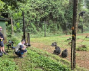 Flir thermal cameras assisting stress studies in great apes. 