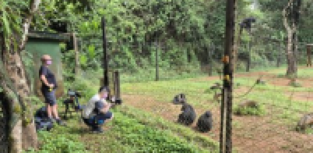 Flir thermal cameras assisting stress studies in great apes. 