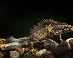 crested newt an amphibian under water a beautiful coloured animal and endangered species lives in small fresh water ponds Trituris cristatus