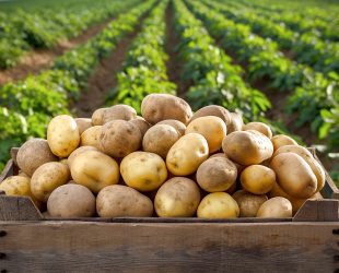 Brits Eats Two Million Tonnes of Potatoes Every Year