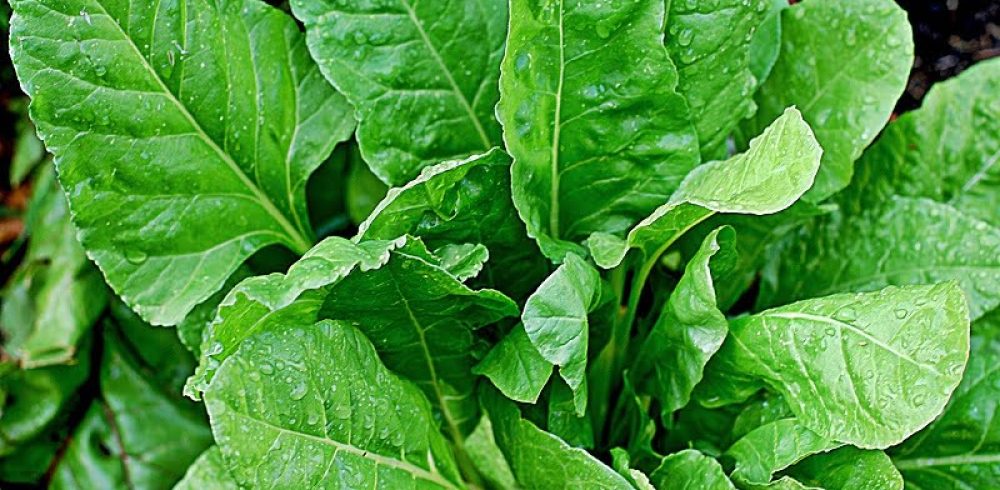 Researchers Have Engineered a Spinach Leaf into Successful Heat Tissue!