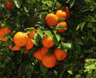 Ripe organic bitter oranges on the fruit tree in the sunshine.