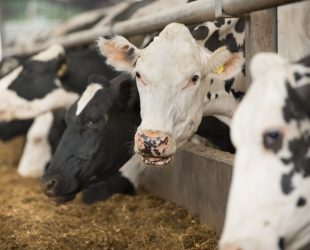 ABB Supplies Automation System for Cattle Feed Additive Facility