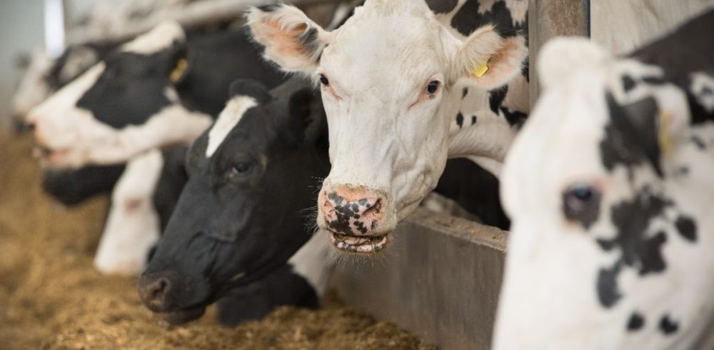 unnamed (1) ABB supply automation to dsm-firmenich