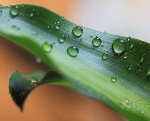 Leaf-mimicking device uses solar power to clean water